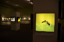 Wasp_exhibition__DSC3479